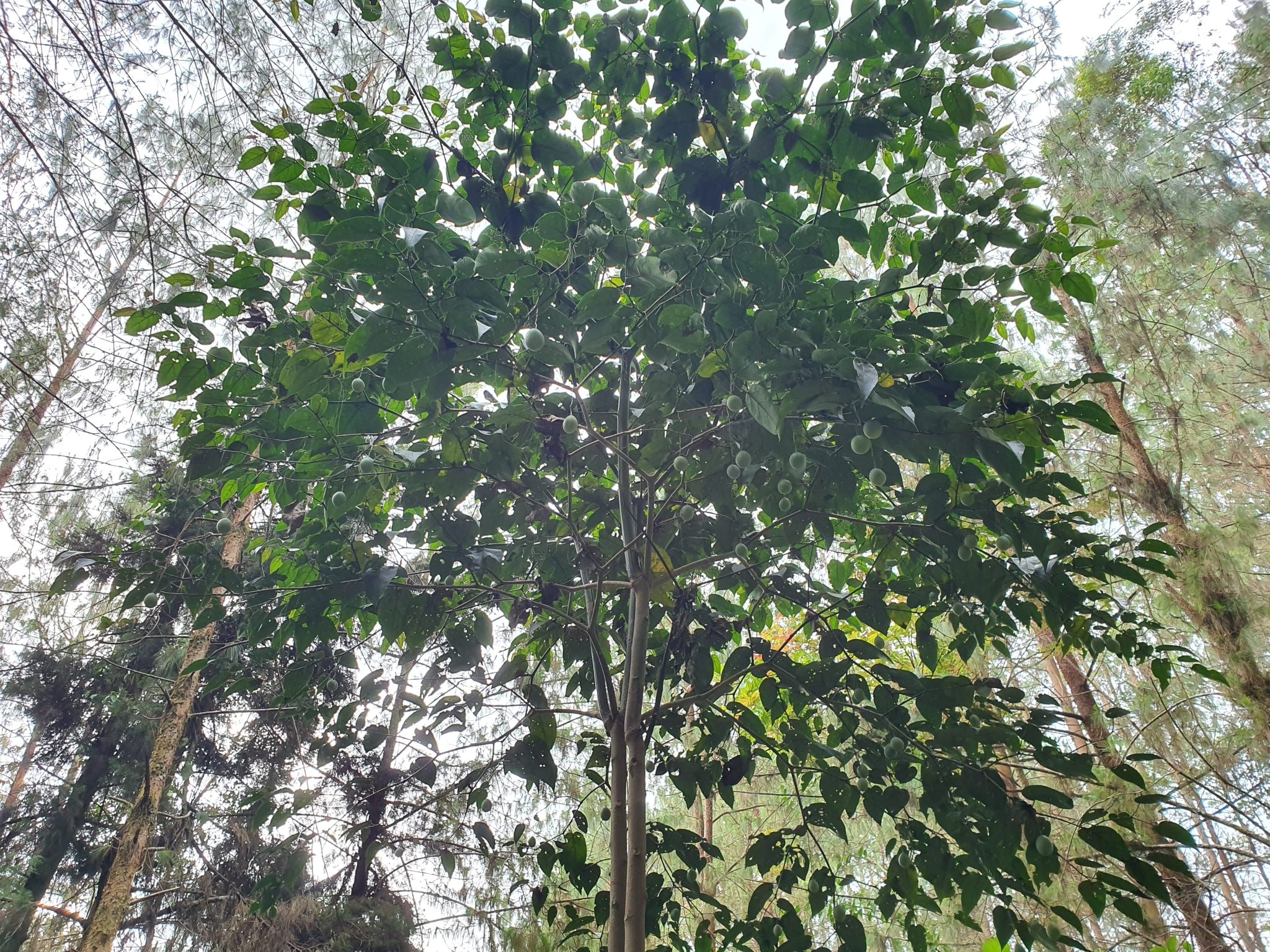 Solanum betaceum